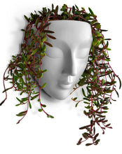 Load image into Gallery viewer, White Wall Face Planter - Calma Design
